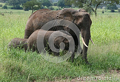 Africa Tanzania elephants family
