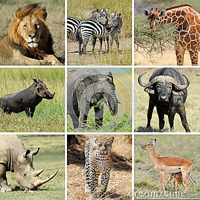 African animal collage