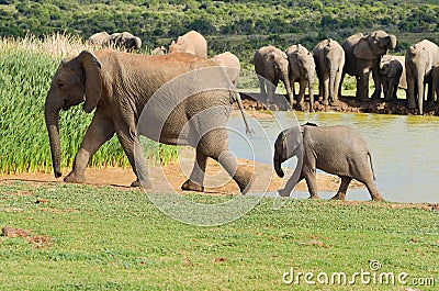 African animals, elephants drinking water