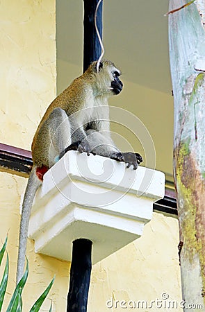 African baboon on hotels balcony