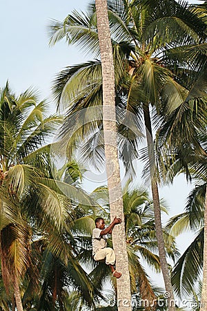 African black man climbs palm tree.