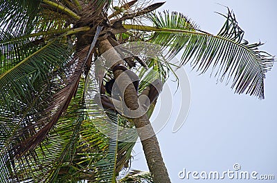 African boy on top of a palm tree