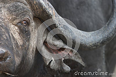 African buffalo