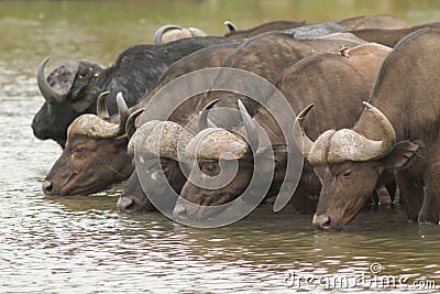 African Buffalo