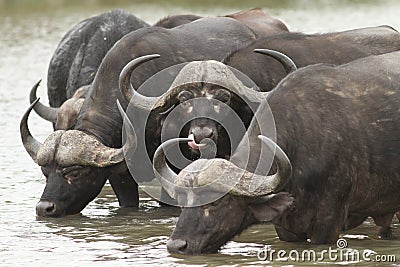 African Buffalo