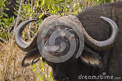 African buffalo or Cape buffalo (Syncerus caffer)