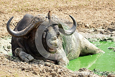 African buffalo or Cape buffalo (Syncerus caffer)