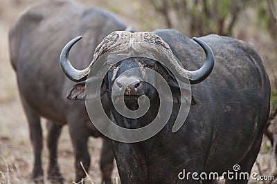 African Buffalo South Africa