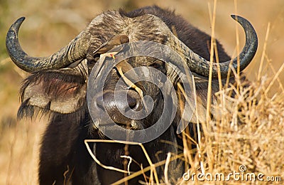 African Buffalo with Oxpeckers