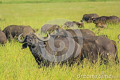 Herd of African buffalo