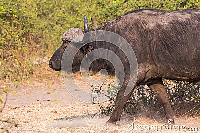 African buffalos side view