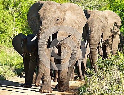 African Bull Elephant and family