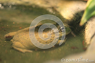 African bullfrog