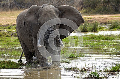 African bush elephant (Loxodonta africana)