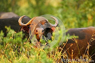 African Cape Buffalo