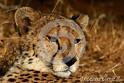 African Cheetah