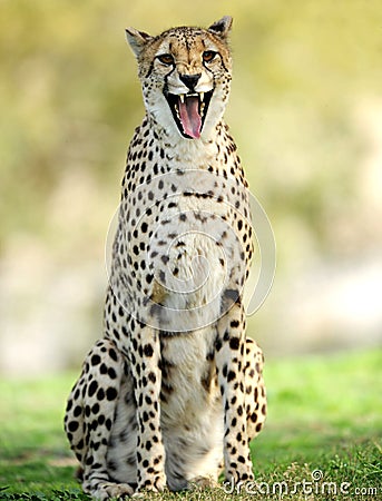 African cheetah snarling with mouth open