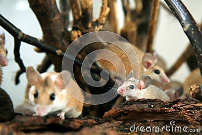 African, desert thorny mouse (Acomys cahirus )