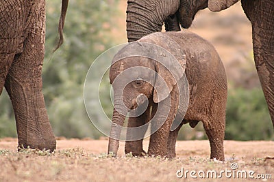 African Elephant