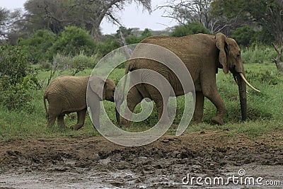 African Elephant