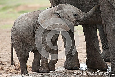 African Elephant Baby