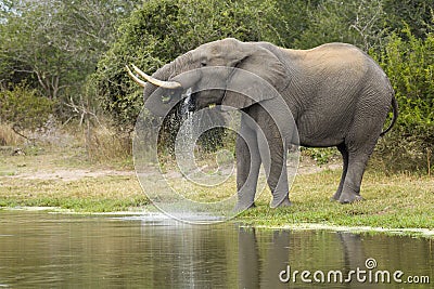 African Elephant Bull, drinking, South Afric