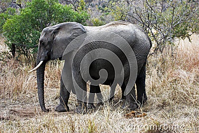 AFRICAN ELEPHANT WITH CALF