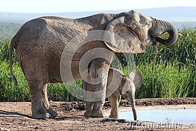 African Elephant Calf and Mother