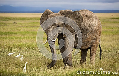 African elephant with curved tusks