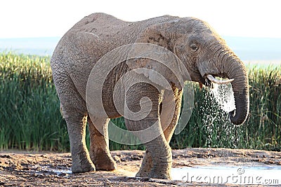 African Elephant Drinking Water