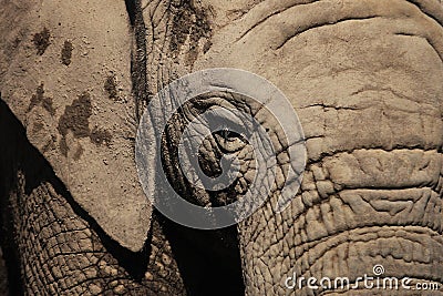 African elephant eye