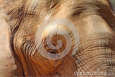 African Elephant Eye Close-up