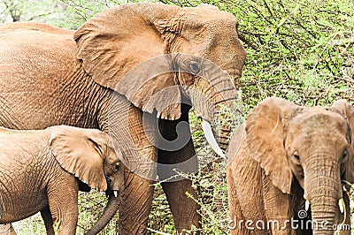 African elephant family