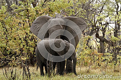 African Elephant family
