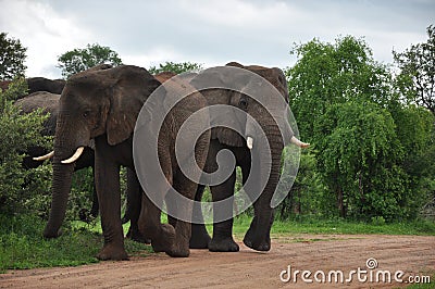 African Elephant family Zimbabwe