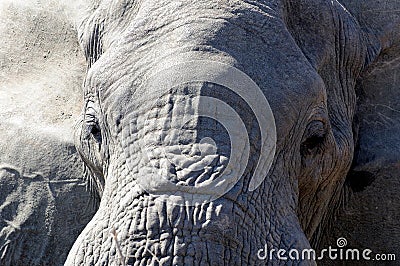African elephant head only