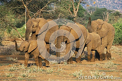 African Elephant herd,