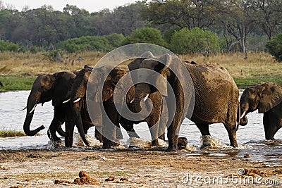 African Elephant Herd Drinking in the Okovango