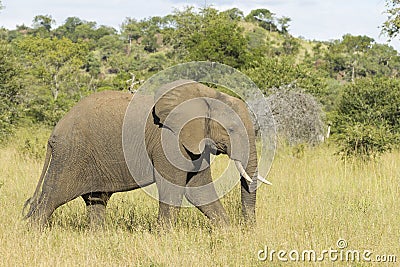 African Elephant (Loxodonta africana) Mala Mala Game Reserve Sou