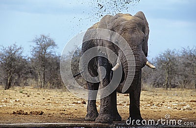 African Elephant (Loxodonta Africana) squirting mud on savannah