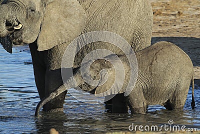 African Elephant mother and calf drinking