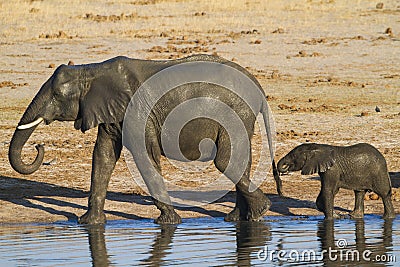 African Elephant mother and calf