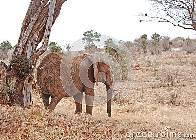 African Elephant Sheltering under Tree