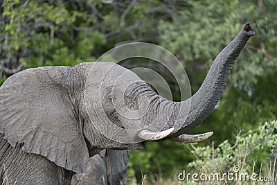 African Elephant sniffing the air