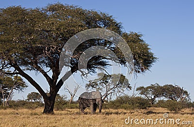 African Elephant under Acacia Tree - Botswana
