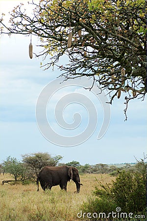 African elephant under sausage tree