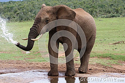 African Elephant at Water