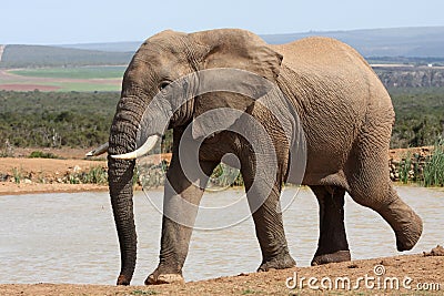 African Elephant at Waterhole