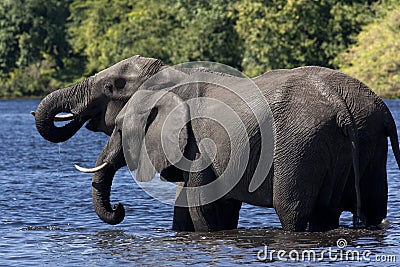 African Elephants Drinking - Botswana