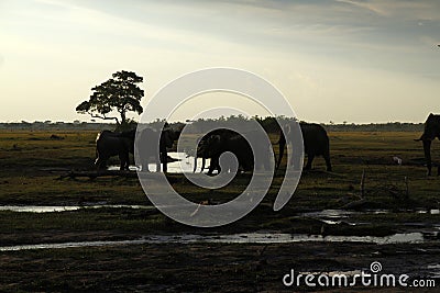 African Elephants Drinking on the Plains